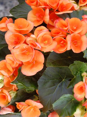 BEGONIA Amstel Dark Britt